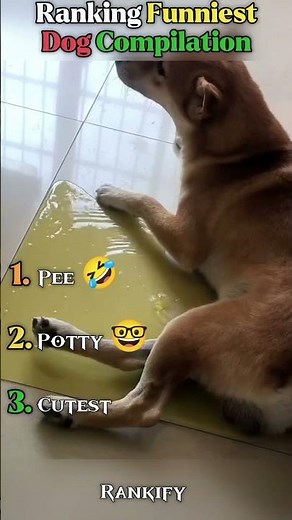 Ranking Funniest Dog Compilation | Hilarious Dog Moments
