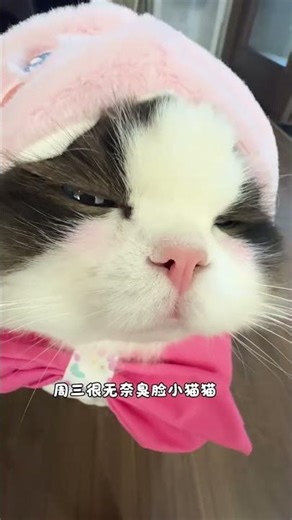 Cute Kitten's Pink Wardrobe Showcase: Spring Fashion Fun! FashionVlog CuteKitten