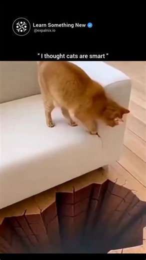 Learn Something New on Instagram: "The video shows what looks like a cat desperately scrambling to climb out of a deep, jagged hole in a tiled floor—as if it had fallen through broken concrete into a pit below. The cat's paws grip the "edges," and it pulls itself up in a panicked, playful way that sells the drama perfectly. In reality, it's all flat! The "hole" is a hyper-realistic anamorphic illusion created with a vinyl sticker or decal on the floor. These designs use clever perspective tricks