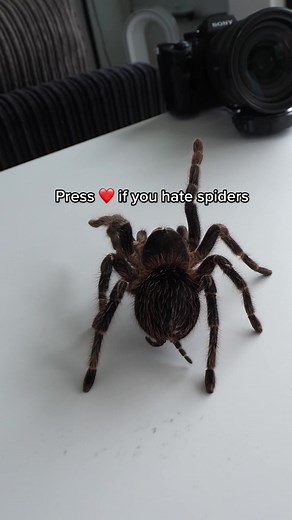 Spider Prank Reaction - Scared of Spiders?