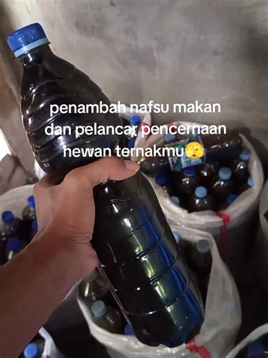 Molase untuk ternak adalah suplemen bernutrisi tinggi yang berfungsi sebagai sumber energi cepat, meningkatkan nafsu makan, memperbaiki pencernaan serat, menambah bobot badan, serta kaya mineral dan vitamin, yang sangat bermanfaat untuk sapi, kambing, domba, ayam, bahkan ikan, meningkatkan kesehatan, produktivitas (daging, susu, telur), dan efisiensi pakan. #fyp #berandatiktok #pakanternak #peternakmuda #ternakayam