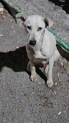 “Not all heroes wear capes… some just need a little love 🐶💔 This street pup deserves a second chance. Would you help a dog like this if you saw one? #SaveStrayDogs #AdoptDontShop #StreetDogs #BeKind