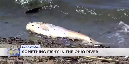Rising number of dead fish spotted in the Ohio River