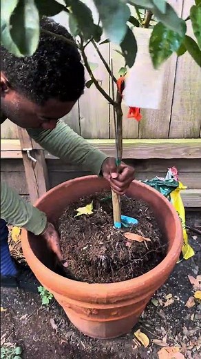 Repotting a Fruit Tree the Right Way | Miracle-Gro Organic Setup