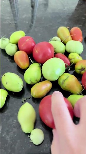 Don’t Waste Green Tomatoes! Try This Easy Ripening Trick