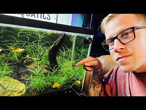 Planting Pogostemon Stellatus Octopus