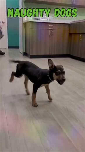 Naughty Dogs Doing Funny Things 😂 | Cutest Dog Moments! #cutedogs
