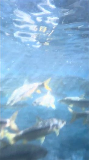 Beautiful fish 🐟🐟🐟🐟🐟🐟🐟🐟🐟