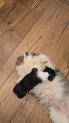 15 reactions · 4 comments | More socializing videos. This is Pennee's 4 YO daughter Rally playing with the babies in the kitchen. | Fancy Corgis | Facebook