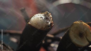 A tree branch is burning in the fire and juice is oozing out of it. the brushwood dries up. Burning branches in the yard.