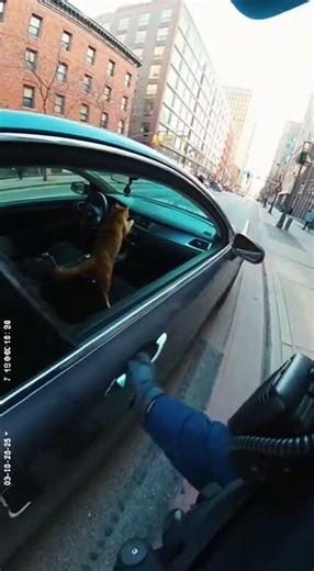 Cat Pulled Over For Speeding!