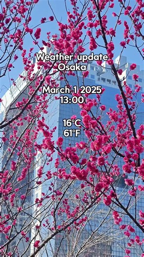Plum Blossoms Blooming in Sunny Osaka