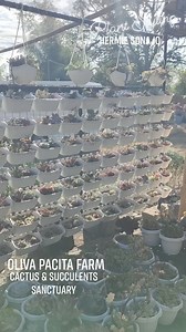 13 reactions | Creative Plant Styling in Oliva Pacita Farm with Cactus & Succulents ♥️ #plants #gardening #hermiesonajo #MiniDinoParkandEcoGarden #olivapacitafarm #cactus #plantstyling #succulents #garden #reelsvideo #reelsinstagram #reelschallenge #reelsfyp #fbreelsvideo  | Hermie Sonajo Plants | Facebook
