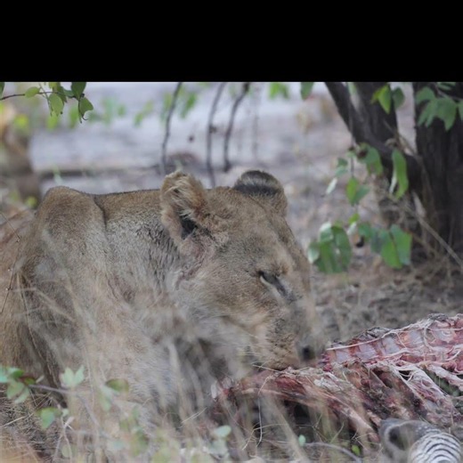 Vultures Led Us to Lions on a Zebra Kill in Moremi!
