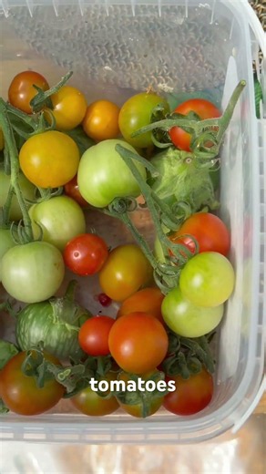 Let’s See What My Food System Produced Today