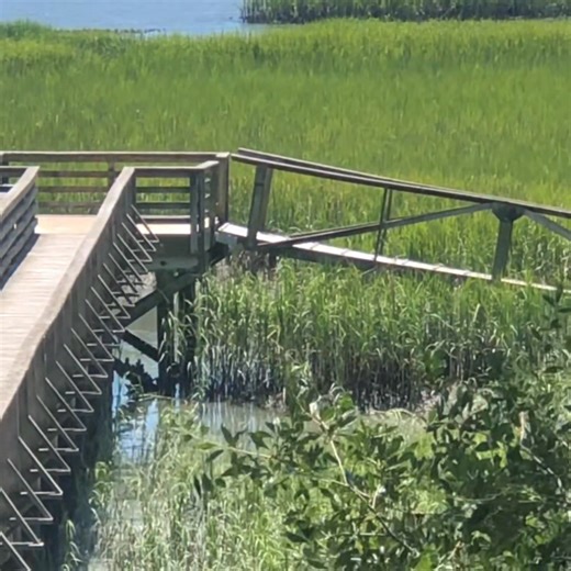 Dock jumping has always been a thing here in the #Lowcountry, but apparently, we have some high diving deer as well. We'll give him a 🔟 on that back flip. 🦌 #beaufortsc #bftseaislands 🎥 John Kurkul | Explore Beaufort, SC