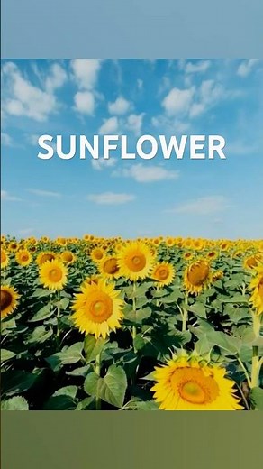 ひまわり SUNFLOWER テーマ曲 映画 ヘンリーマンシーニ #Henry Mancini #movie #soundtrack #ukraine #ウクライナ #Україна