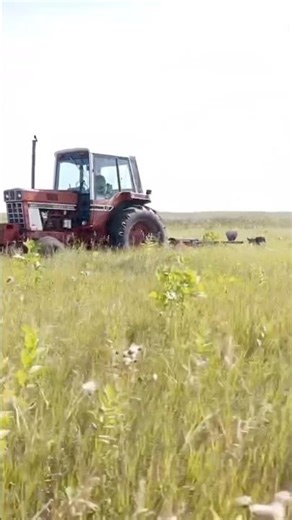 IH 1486 & Woods Batwing mowing CRP brush + Drone crash!