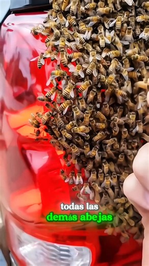 This happened in just a few hours… shocking! 🚨🐝