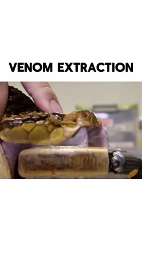 Venom Extraction: How Snake Venom Is Collected