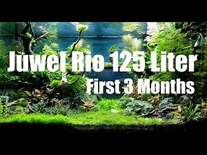 Juwel Rio 125 Liter Aquascape / First 3 Months