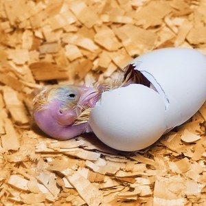 15M views · 23 reactions | The miracle of birth! This chick was so lucky to meet this open-hearted girl! | 5-Minute Crafts USA | Facebook