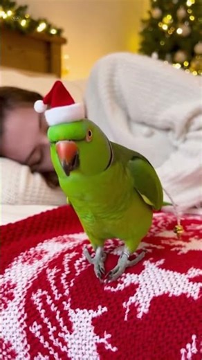 Hilarious Parrot Christmas Dance to Wake Up Owner! 11