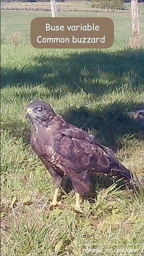 Buse variable / Common buzzard