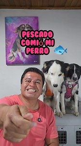 Pescado comió mi perro por semana Santa 🐟🐠⛪🙏 y sí los perros pueden comer pescados y espinas si están crudos, deja en los comentarios por qué no le das pescado. Hay muchos mitos acerca de la del pescado en la alimentación de los perros, y la mayoría son mentira. 1. No los pela ni deja que se les caiga el pelo, hacen todo lo contrario. iniciamos Armando este plato y les vamos explicando con una mojarrita, espinazo de trucha y salmón y una trucha entera, los pescados proporcionan proteínas de a