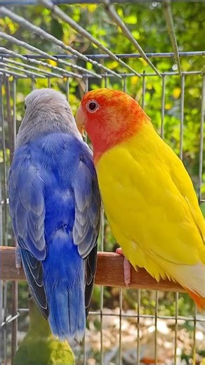 Nature Sound Relaxation-Soothing Forest Birds Singing-Relaxing Sleep-Bird Chirping Sound #shorts