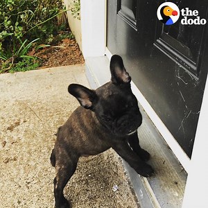 When these people found out their puppy was born different, the vet said they shouldn't keep him. They said NO WAY! | The Dodo