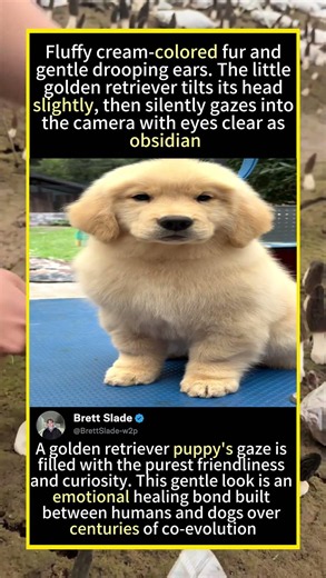 This Golden Retriever Puppy Has The Sweetest Soulful Eyes!#goldenretriever #puppyeyes #fluffypuppy