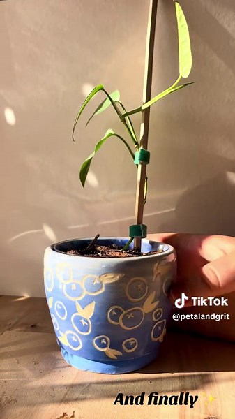 Creating Unique Planters with Underglazes and Sgraffito