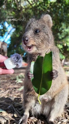 The Rich Preset Sounds Like This. Quokka Approved | DJI Mic Mini 2
