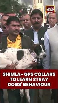 SC Orders Sterilize & Release of Stray Dogs—Balancing Welfare with Safety Fears | India Today