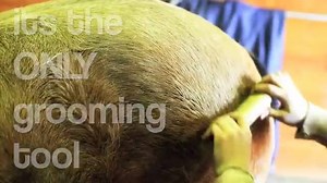 18K shares · 6K comments | NOTHING tops our patented blade at removing dead hair, dirt and dander! See why others try to copy us! Get yours now before the Spring rush! SATISFACTION GUARANTEED or your $ back... | SleekEZ USA | Facebook