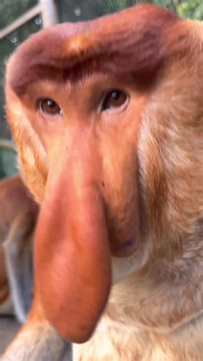 Proboscis Monkey Amazing video.#Chimelong #MonkeyNakula #funny