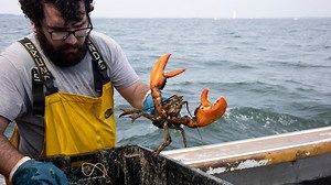 Whole Foods to stop selling Maine lobsters over risk to endangered whales