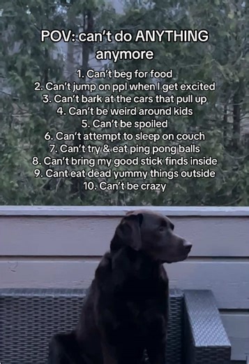 Hilarious New Year's Resolutions for Dogs