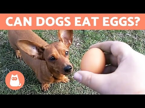 Can Dogs Eat EGGS? - Raw, Cooked or With Shell?