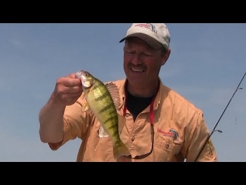 How to Catch Huge Lake Perch