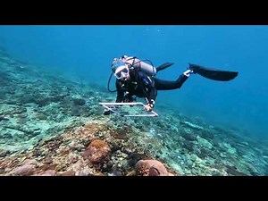 (Conservation Course) Coral Monitoring - Transect Method