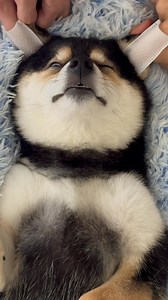 Follow the adorable moments of MANYU and BAI! Let’s dive into the delightful life of them—kindly hit FOLLOW and give us a LIKE! Thanks a lot! Check out the same products MANYU uses, now AVAILABLE on Manyuland via link in Bio! Stay Connected: Official Website & Shop: https://www.manyuland.com YouTube: https://www.youtube.com/@littlemanyu_ Instagram: https://Instagram.com/littlemanyu_ TikTok: https://www.tiktok.com/@littlemanyu X: https://x.com/littlemanyu #littlemanyu #是曼玉不是鳗鱼 #asmr #spa #puppy #