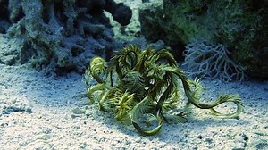 Meet the Feather Star! This amazing echinoderm is related to sea stars and sea urchins. But unlike their relatives, they have feathery, fern-like arms that wave gracefully in the water, capturing plankton for food. 🔹 They Can Swim! Unlike many of their relatives, some feather stars can swim by undulating their feathery arms. 🔹 Ancient Creatures They’ve been around for over 200 million years, surviving mass extinctions. 🔹 Hidden Feet? They use tiny, claw-like structures called cirri to cling o