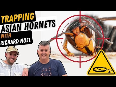How To Trap And Kill Asian Hornet Queens! ( Yellow legged Hornet )