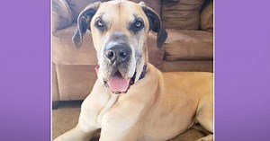 Adoption Ever After - Olaf - Home & Family