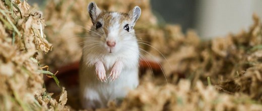 Are Rodents Mammals? A Deep Dive into Rodentia and Mammalia
