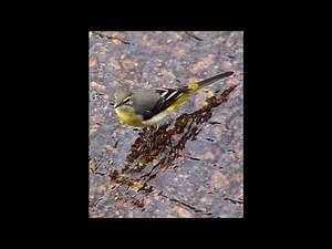 Grey Wagtail Bird Call