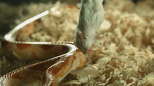 Snake attacking a dead mouse - Free Stock Video