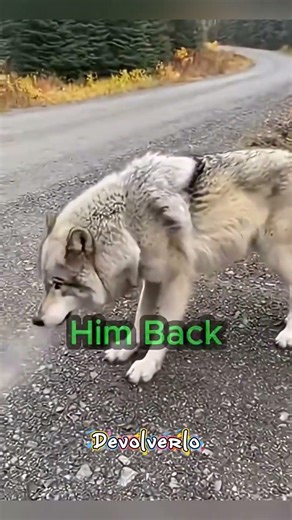 🐕🐺 Un pastor alemán crió a un lobo… lo que pasó después te romperá el corazón 💔 #shortsfeed #perro